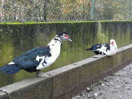 Patos mudos (diversas idades]