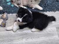 Piesek Border Collie ZKWP/FCI