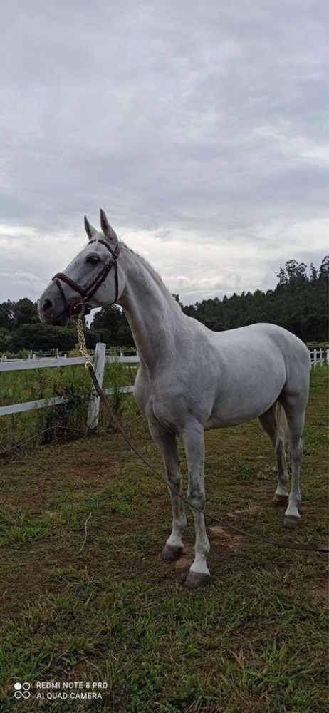Cavalo com 20 anos obstaculos