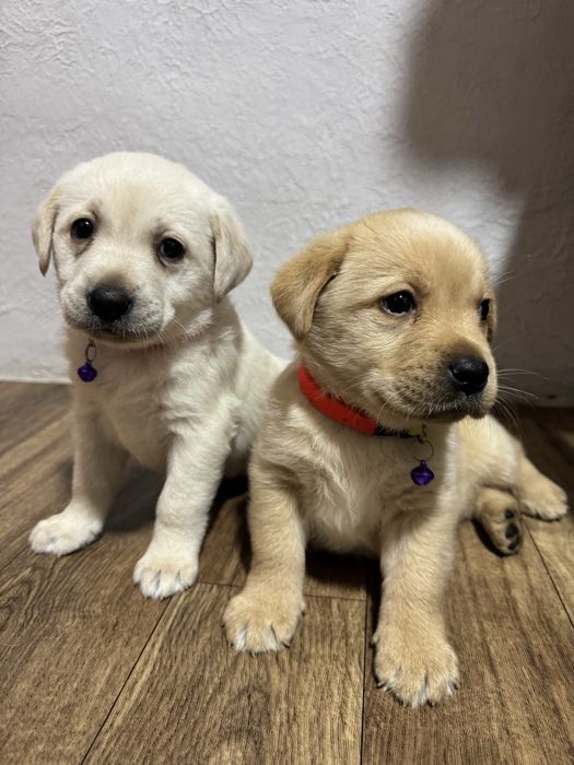 Чистокровний лабрадор цуценята