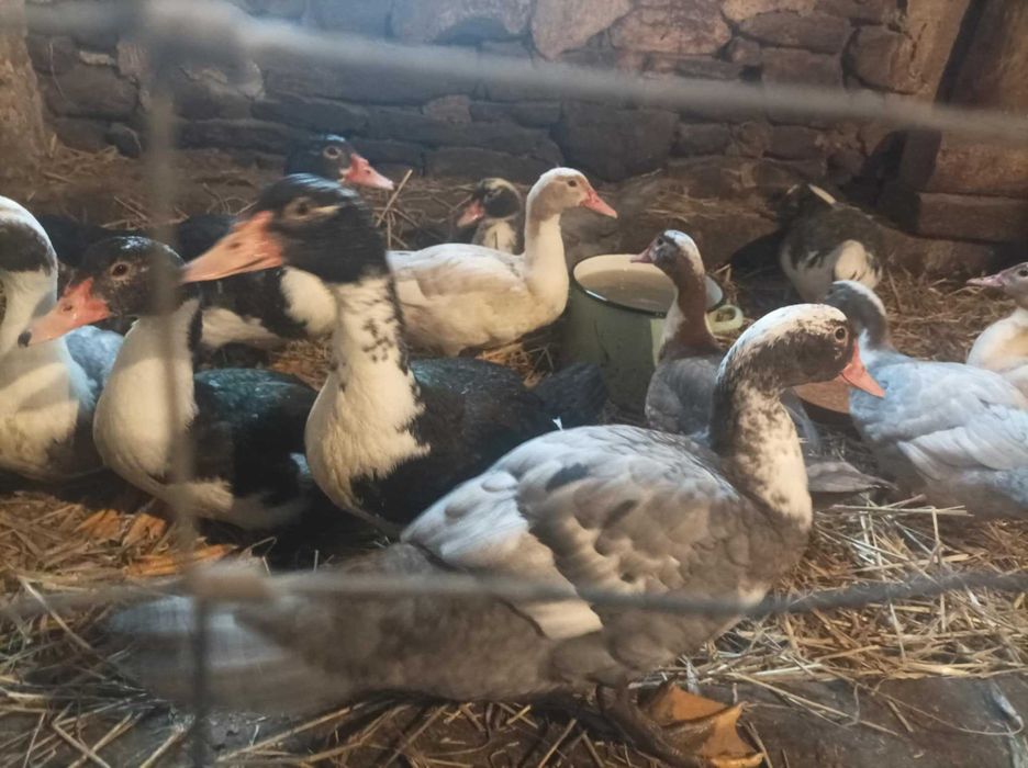 Kaczki 16 tygodniowe