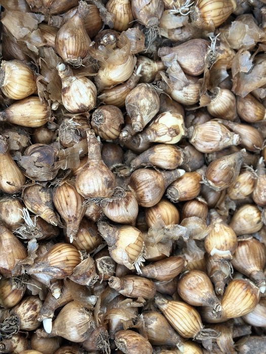 Продам  луковицю нарцисса