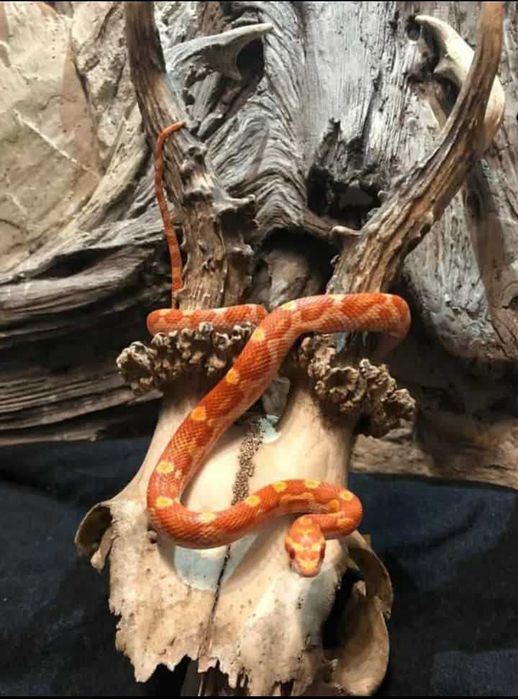 Wąż zbożowy amelano