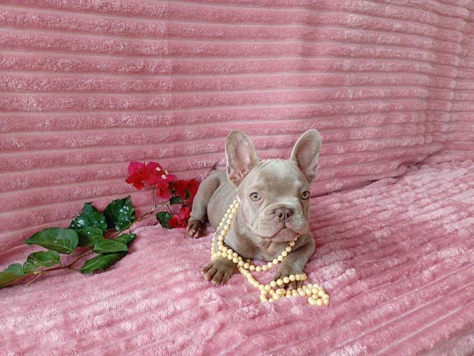 Bulldogue Francês femea