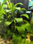 Anubias roślina akwariowa