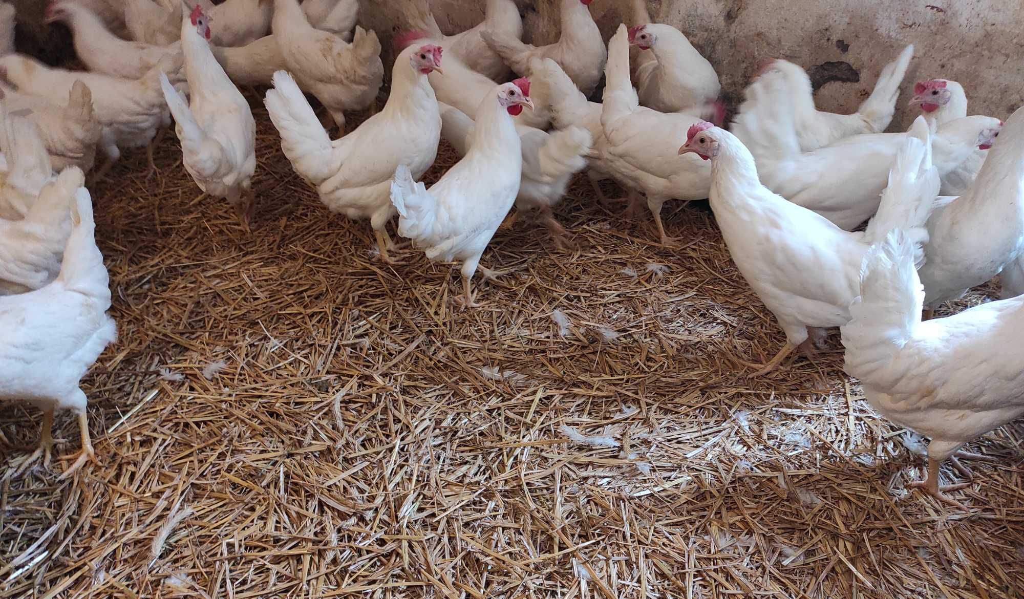 Leghorn młode kury nioski kurki Rossa kokoszki lenghorny na jajka