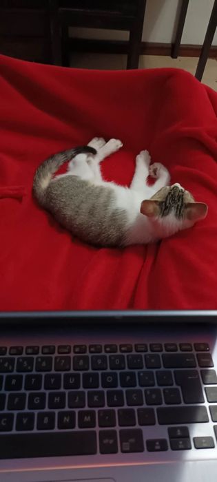 Gatinhos bebés para adoção responsável