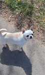 Reproduktor (import )FCI Chihuahua Champion Polskii