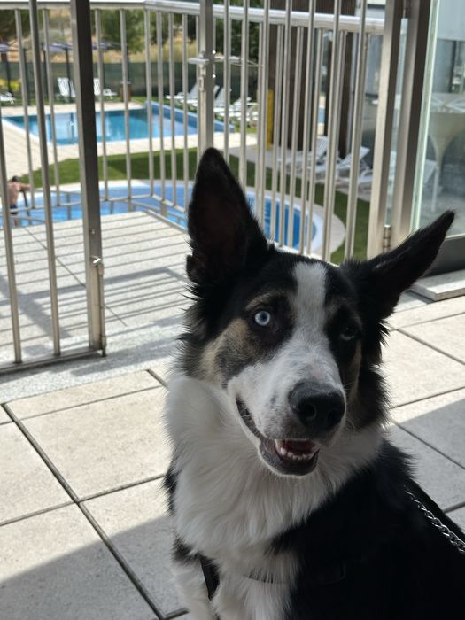 Cão de 9 meses para adoção