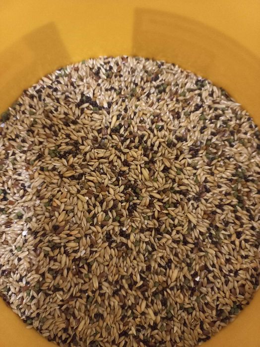 Canários machos 2025