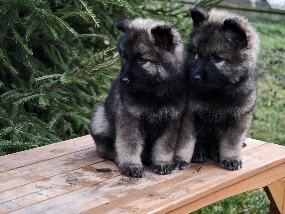 OWCZAREK STARONIEMIECKI Mocna Srebrna suczka! Gotowa do zmiany domu !