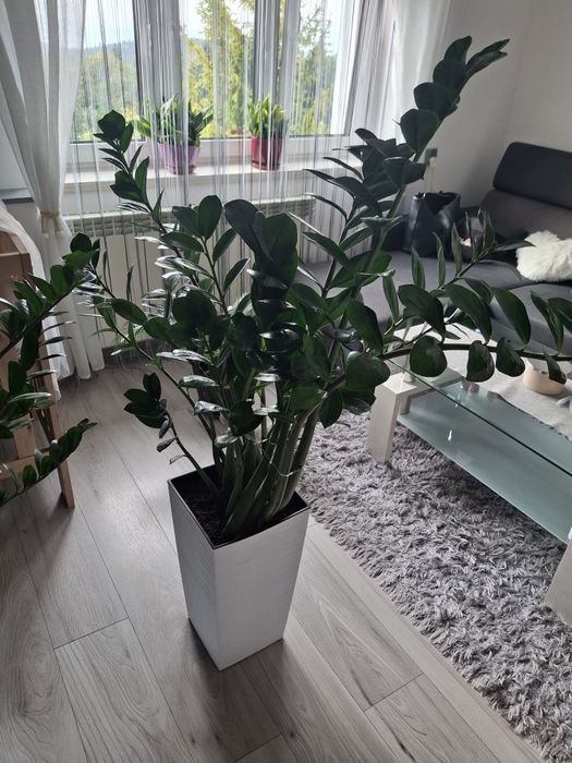 Sprzedam zamiokulkasy