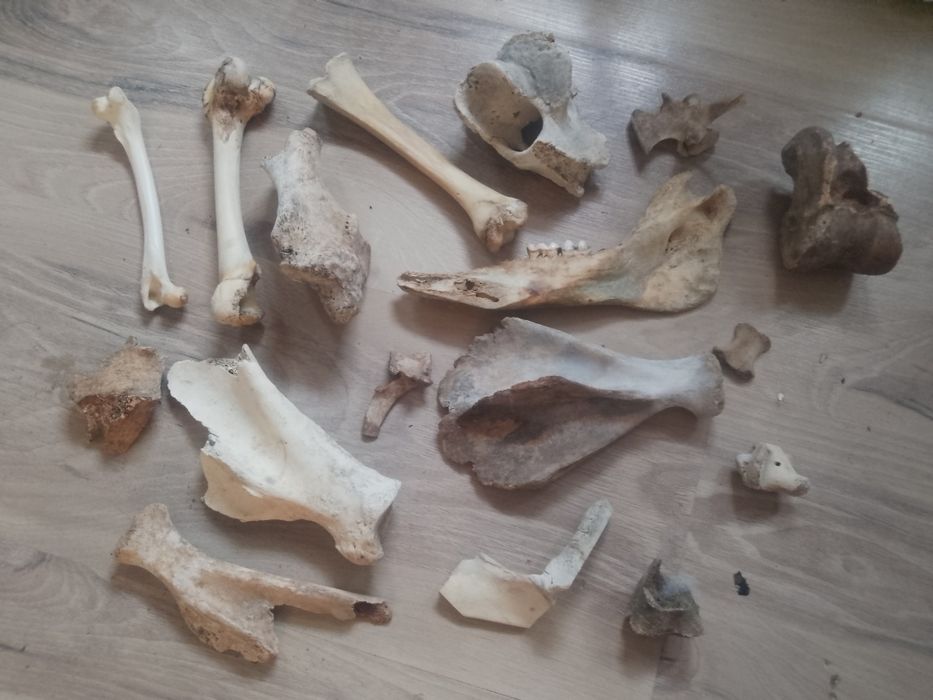 zestawy kości zwierząt