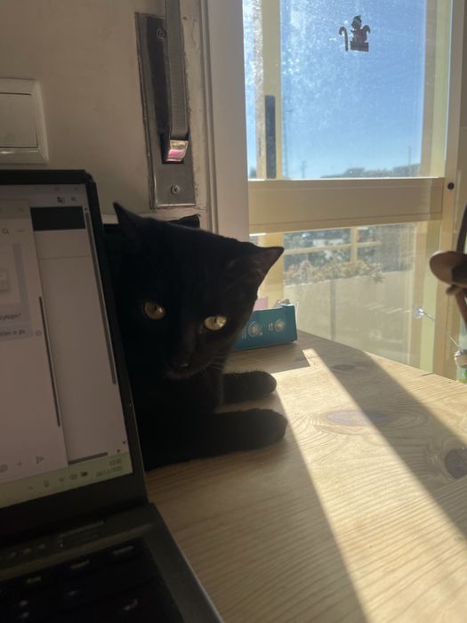 Adoção responsável Lucy