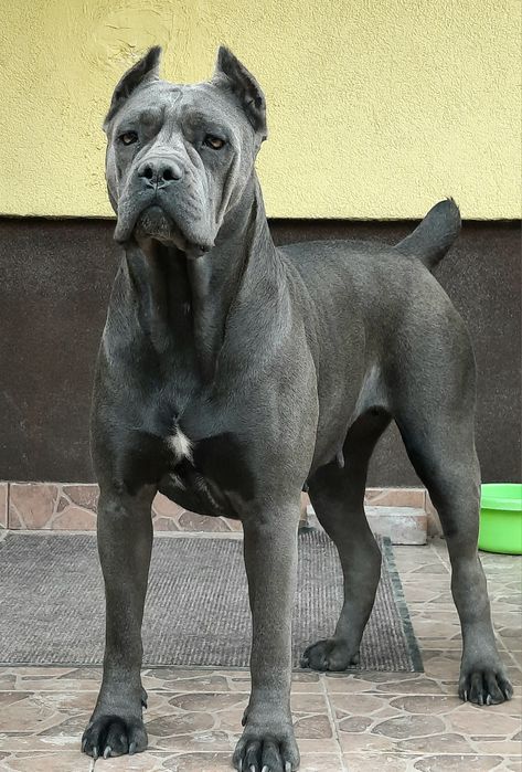 Cane Corso psy obronne