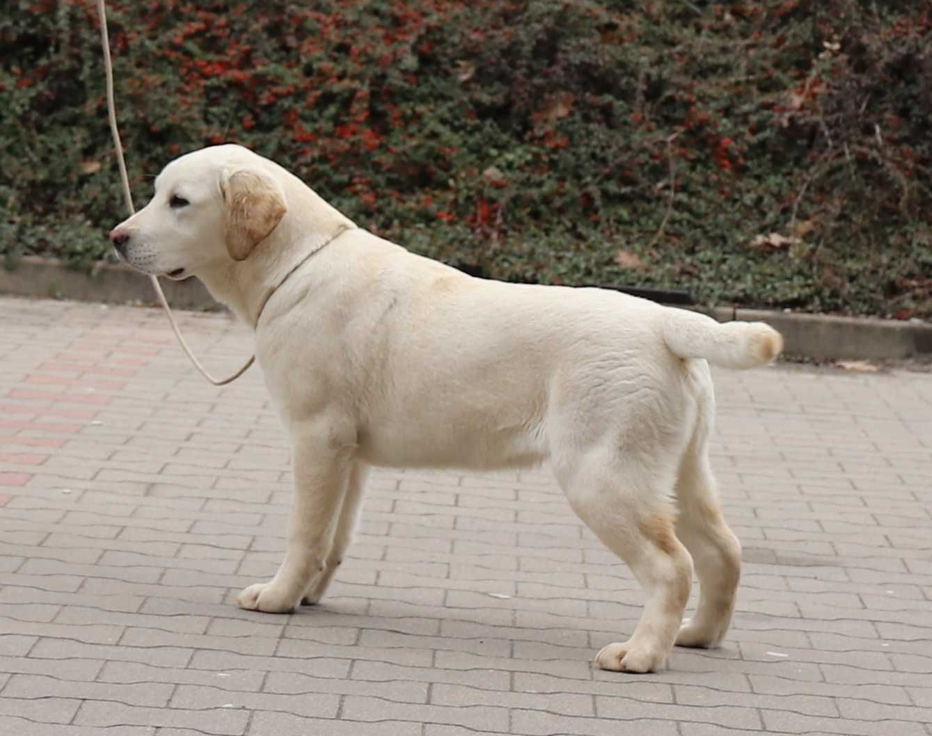 Labrador Retriever