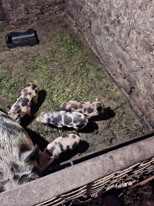 Продам в'єтнамських свиней