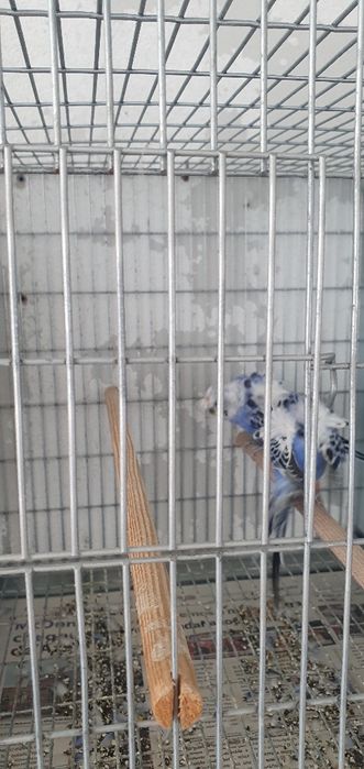 Piriquitos hagoromos