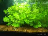Vendo plantas aquário.