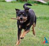 MŁODY, 12 kg, wesoły, łagodny, przytulaśny, lubi się bawić - adoptuj