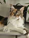 Piękna kotka Maine coon