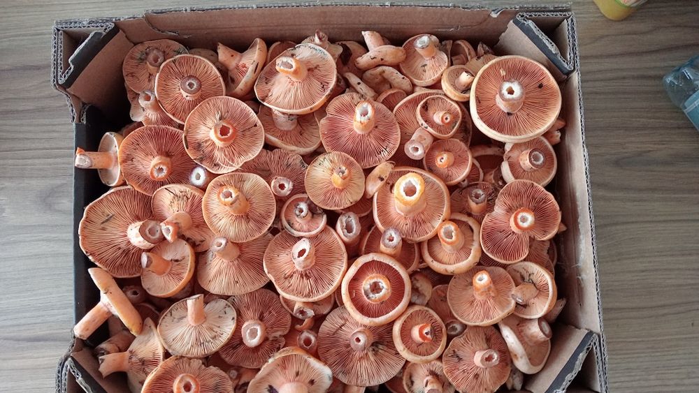 5,5 kg świeży rydz