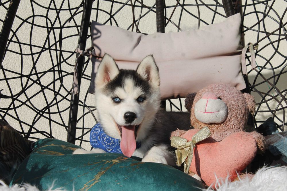 Siberian Husky-śliczna niebieskooka suczka