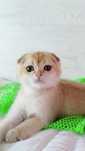 Вислоухий котик золотая шиншилла