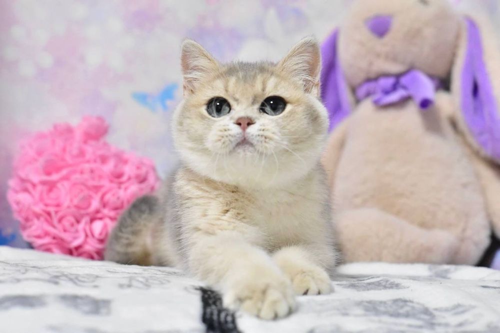 Кошеня британський хлопчик