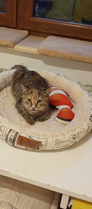 3-4 miesięczna kotka szuka domu niewychodzącego