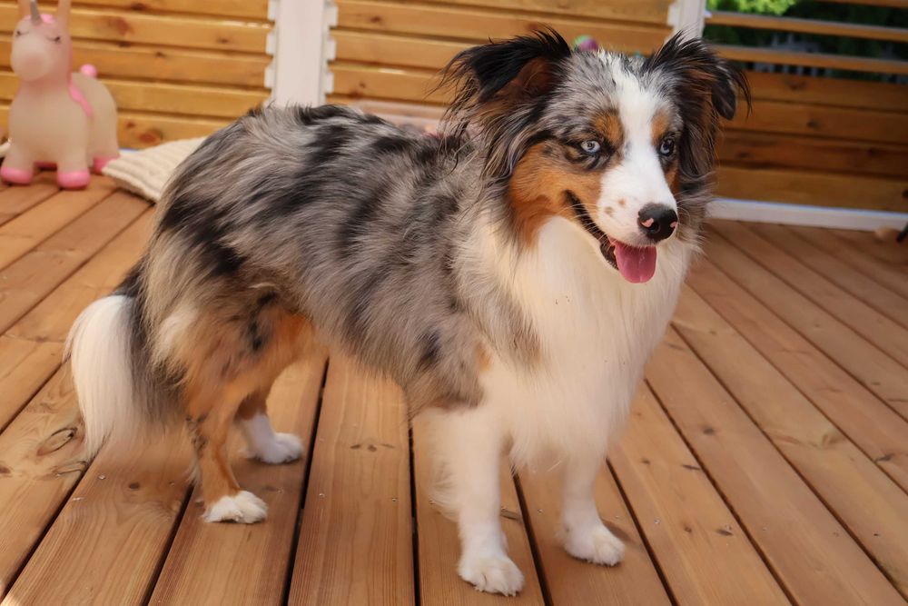 Miniaturowy Owczarek Amerykański, MAS, suczka FCI