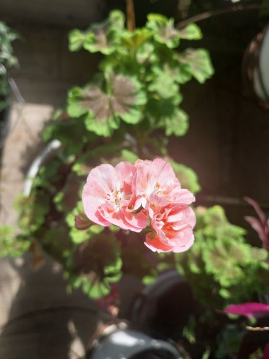 набором саджанці 15 штук  різних квітів пеларгонии,традесканция,плющ