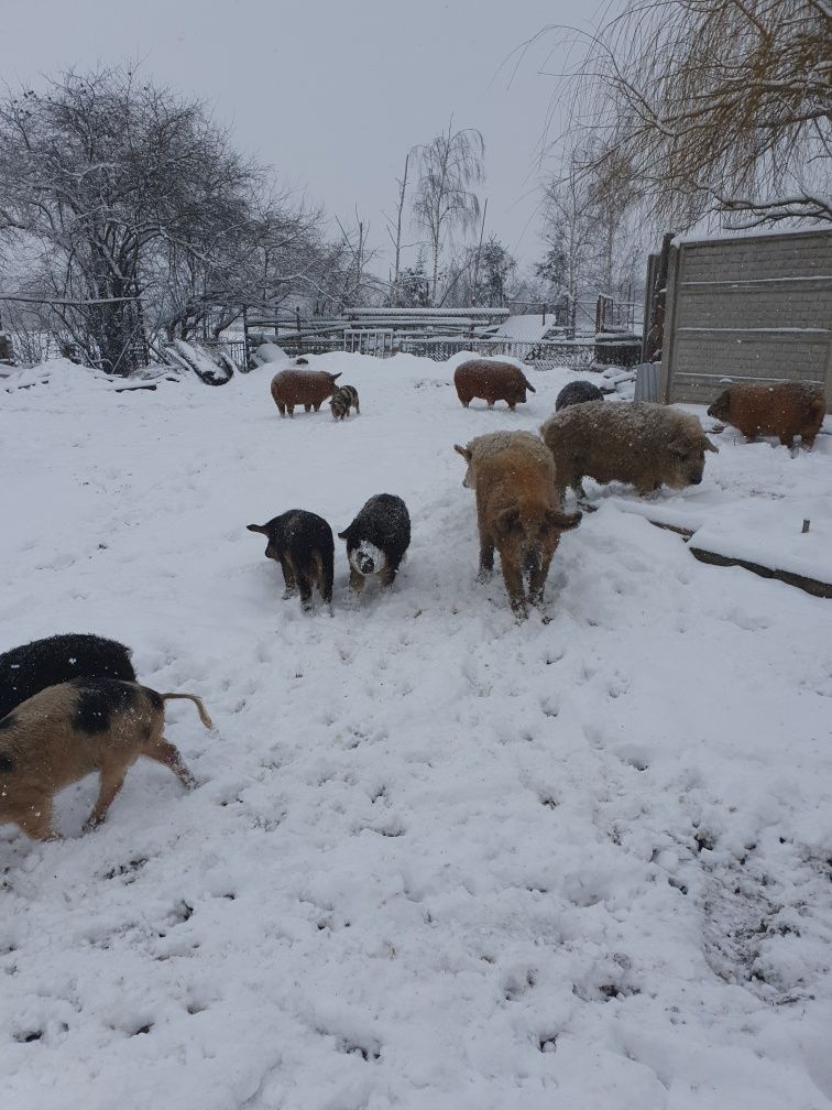 Karczek z mangalicy wędzony tradycyjnie baleron wieprzowy