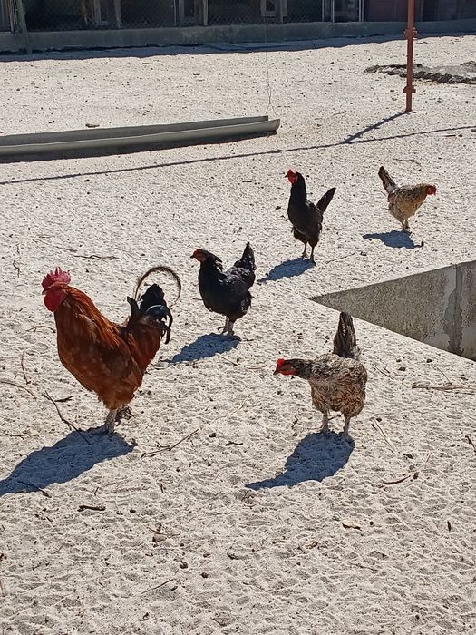 Galinhas poedeiras
