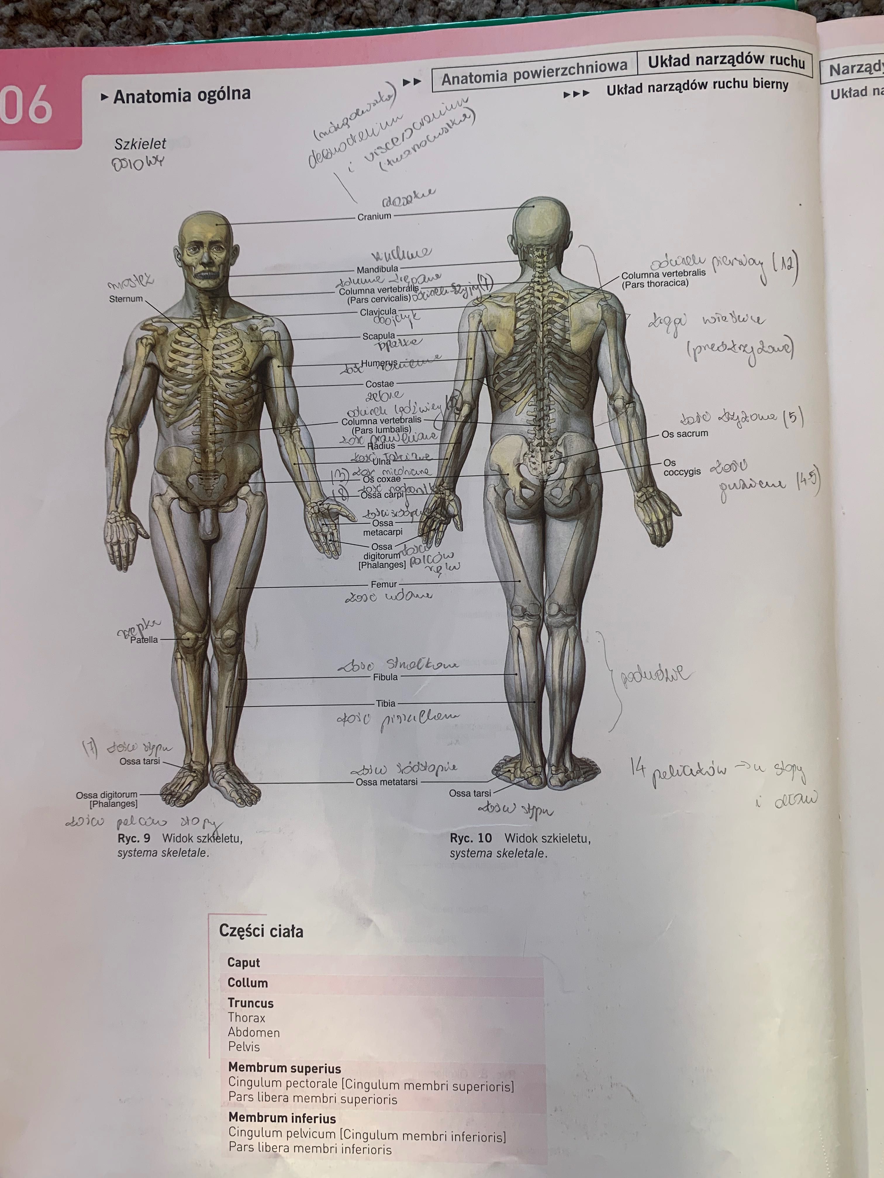 Atlas Anatomii Sobotta tom 2