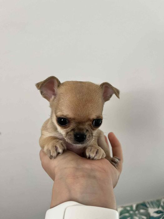 Chihuahua krótkowłosa-1 piesek