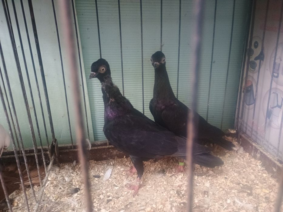 Widyny i Wiedeńskie okazja!