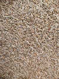 Żyto ekologiczne certyfikat bio czyszczone na mąkę.