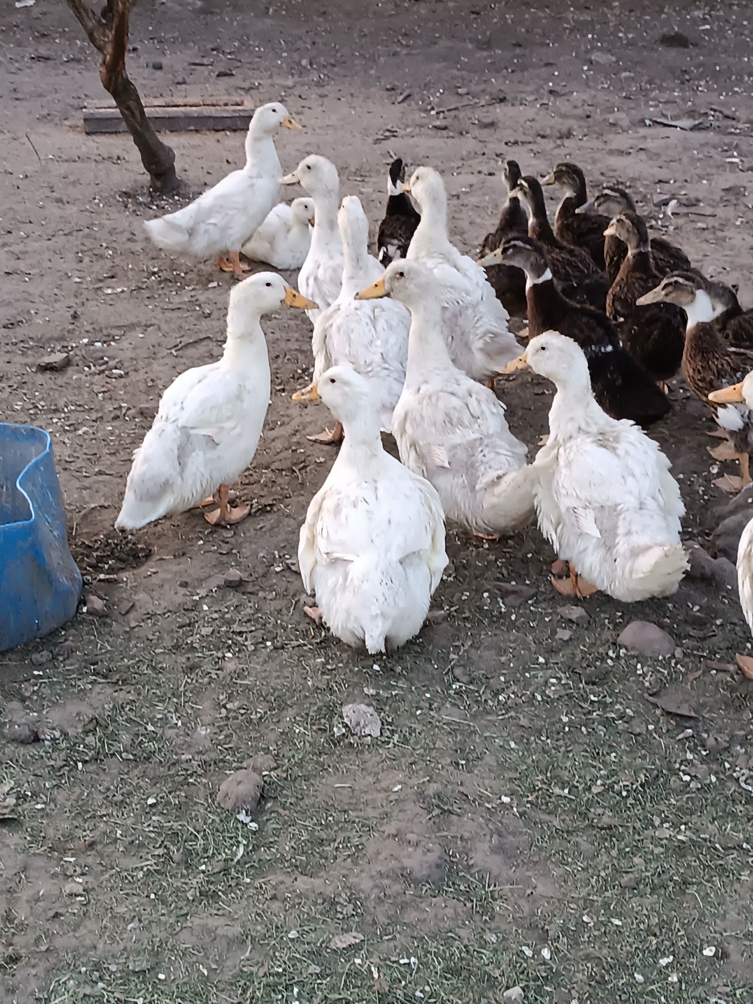 Kaczki Pekin odchowane