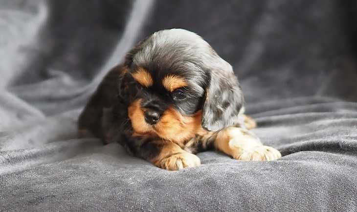 Cavalier King Charles Spaniel - ZKwP FCI - SUCZKA