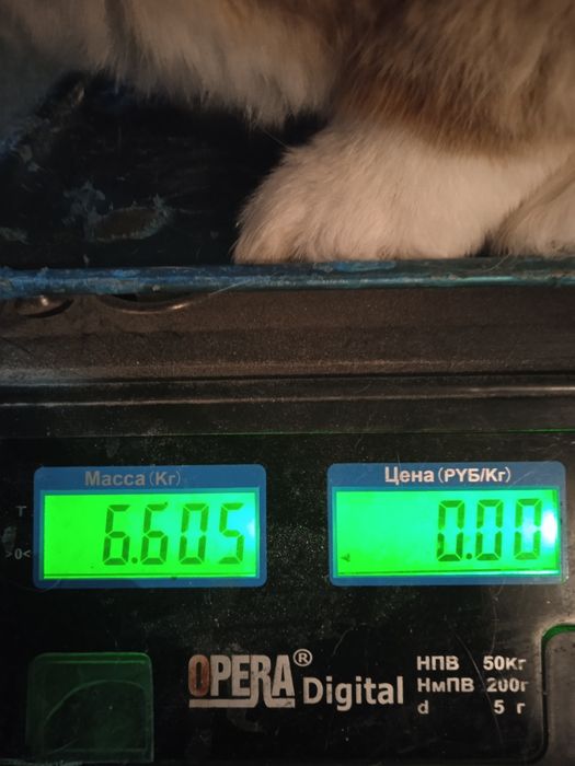 Продам кроля порода французький баран