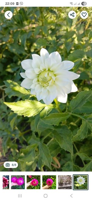 Георгіна, жоржина