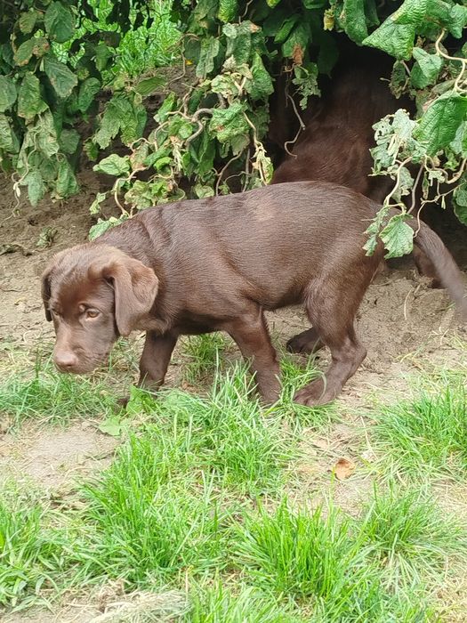 Szczeniak piesek labrador retriever rodowodowy FCI