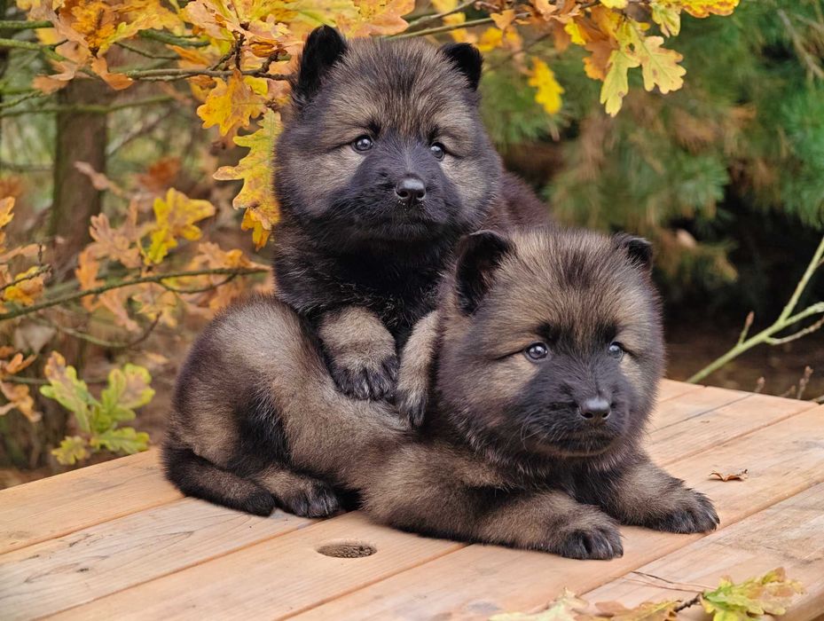 OWCZAREK STARONIEMIECKI Najmocniejszy srebrny pies, świetni rodzice!