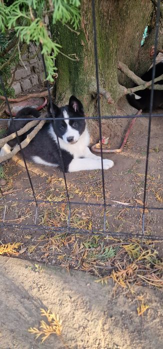 Karelski Pies na niedźwiedzie