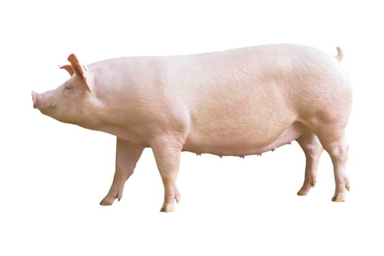 Свиня (жива вага) 160кг