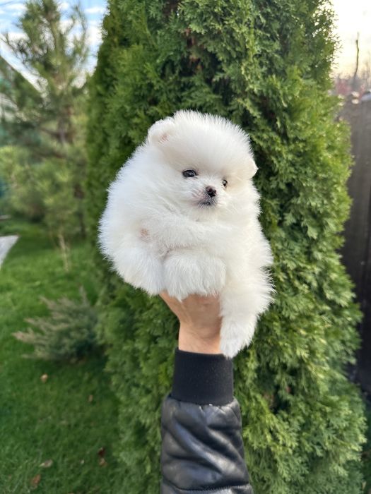 Шпиц померанский девочка