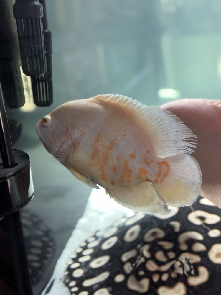 Pawiooka albino 25-27cm