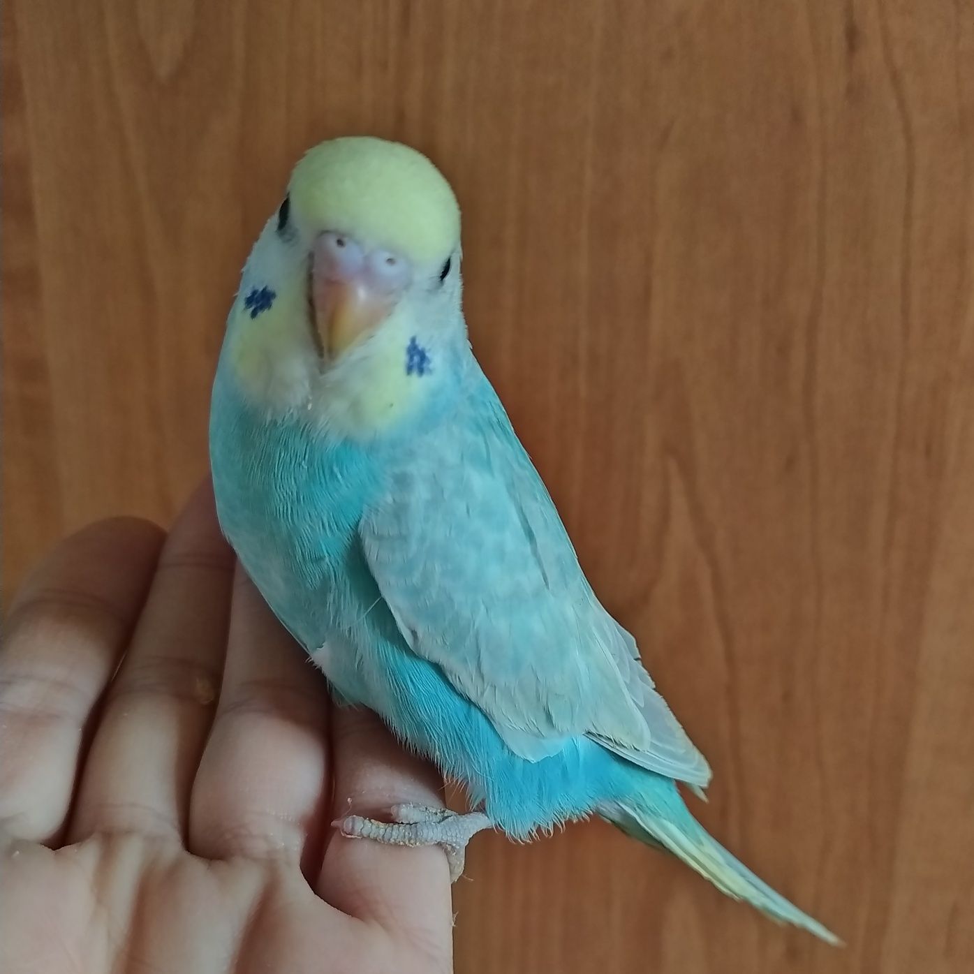 Радужный волнистый попугайчик мальчик