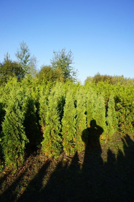 180cm _‼️_ thuja COLUMNA _‼️_ tuja kolumnowa szpalerowa NIE szmaragd